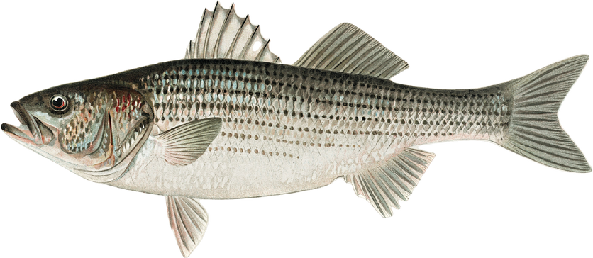 Painting of a Striped Bass 