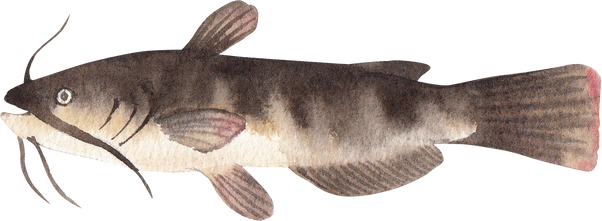 Watercolor Catfish Illustration